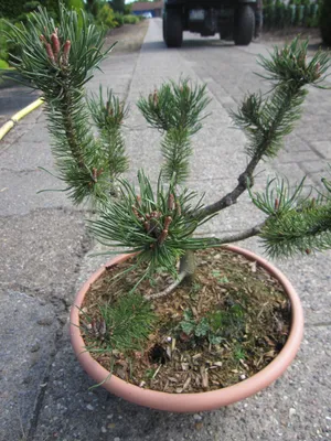 Produktbild von Pinus mugo Dangast - Berg-Kiefer Dangast - Formschnitt -