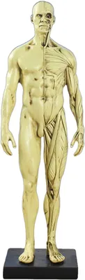 Imagen del producto de Modelo anatómico masculino de músculos, color amarillo, modelo educativo para estudiantes de medicina, anatomía