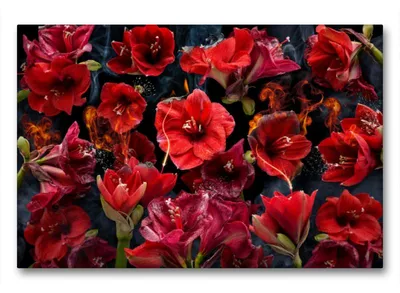 Produktbild von Premium Textil-Leinwand 90x60cm quer Premium Textil-Leinwand 90 cm x 60 cm quer Fuego amaryllo | Wandbild, HD-Bild auf Keilrahmen, Fertigbild auf hochwertigem Vlies, Leinwanddruck von Olaf Bruhn