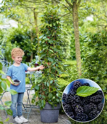 A young boy is picking berries from a tall, potted mulberry plant in a garden setting. A close-up of the berries is shown in a circular inset.