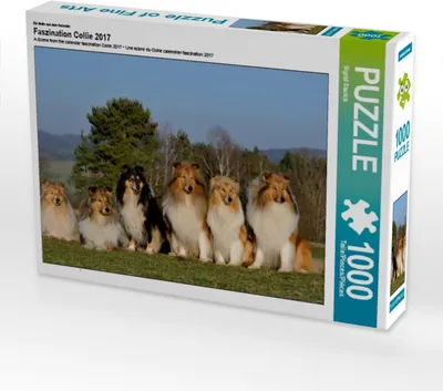 Produktbild von Calvendo Ein Motiv aus dem Kalender Faszination Collie 2017 1000 Teile Puzzle quer 640x480mm, Starick Sigrid; 7355099