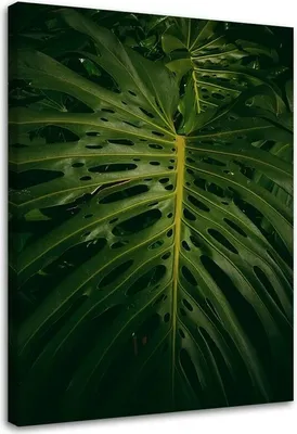 Produktbild von Leinwandbild exotisches blatt 70x100 cm Feeby grün wandbild bereit zum aufhängen