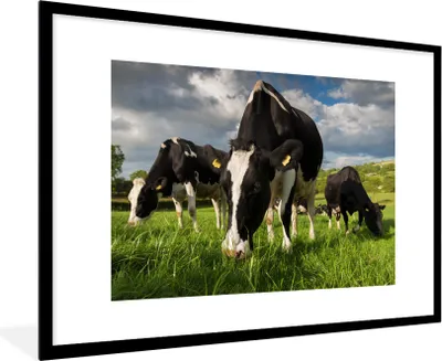 Produktbild von MuchoWow® Gerahmtes Poster Kühe - Tiere - Gras - Wiese - Bauernhof 90x60 cm - Poster mit Schwarzem Bilderrahmen Wandposter Rahmen Foto Bilder - Wanddekoration - Fotos