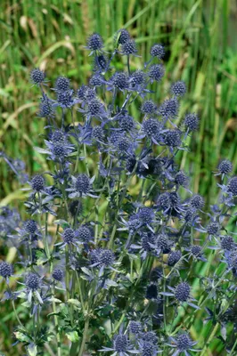 Produktbild von Eryngium planum 'Blue Hobbit', Edeldistel, stahlblau, ca. 9x9 cm Topf