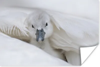 Produktbild von MuchoWow® Poster Schwan - Küken - Weiß 30x20 cm - Plakate - Print