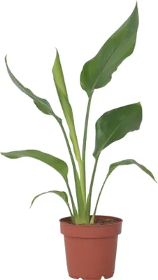 Produktbild von Paradiesvogelblume - Strelitzie - Strelitzia reginea - Höhe 25-40cm - ⌀9cm