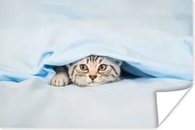 Produktbild von MuchoWow® Poster Ein Kätzchen unter einer Decke 90x60 cm - Schlafzimmer