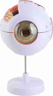Immagine prodotto di Modello di anatomia dell'occhio, ingrandimento 6x, PVC resistente, 7 parti, facile da smontare, bulbo oculare umano per l'insegnamento, l'educazione, la decorazione