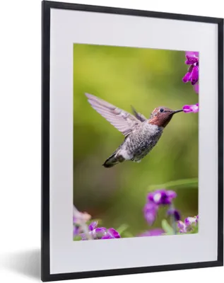 Produktbild von MuchoWow® Gerahmtes Poster Kolibri - Vogel - Natur 30x40 cm - Poster mit Schwarzem Bilderrahmen Wandposter Rahmen Foto Bilder - Wandposter Schlafzimmer