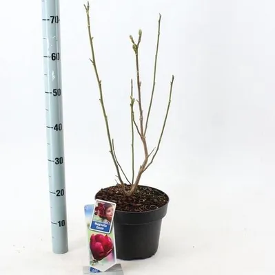 Immagine prodotto di Magnolia 'Genie' PBR - Magnolia tulipifera | 60-80 cm in vaso