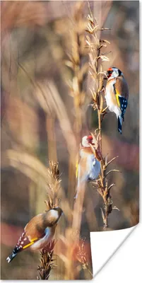 Produktbild von MuchoWow® Poster Vögel - Äste - Wald 60x120 cm - Wandschmuck