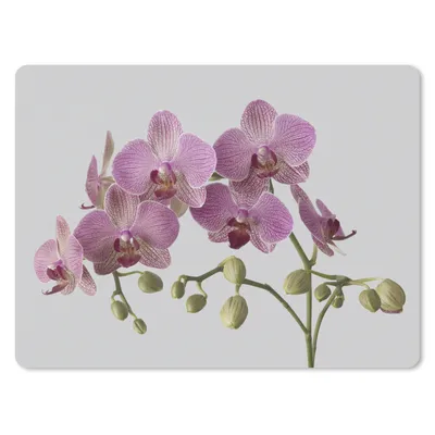 Produktbild von MuchoWow® Mauspad Mousepad Orchideen auf grauem Hintergrund 40x30 cm - Mousepads - Maus Mat - Pad - Mausunterlage - Anti Rutsch