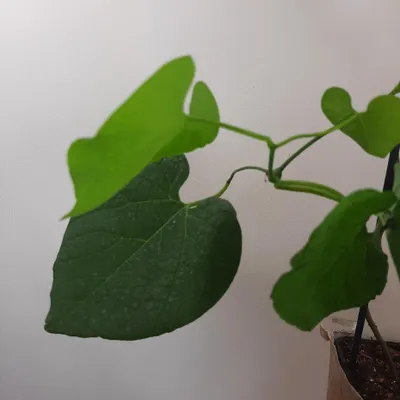 Produktbild von Amerikanische Pfeifenwinde Aristolochia macrophylla, 0.3 m hoch, 2L Topf, pflegeleicht, herzförmige Blätter