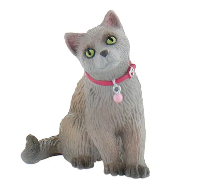 Produktbild von Russisch-Siamese Katze