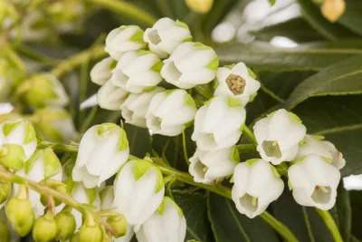 Produktbild von Pieris japonica 'Sarabande', Japanische Lavendelheide, 25–30 cm