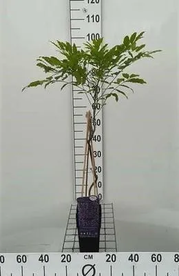 Produktbild von Wisteria fl. 'Multijuga' (macrobot./naganoda) - Blauregen 50-60 cm | Topf