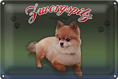 Produktbild von Blechschild Hund 40x30cm Zwergspitz Deutschland