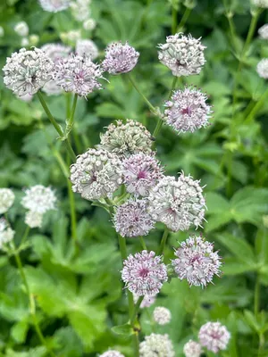 Produktbild von 6 x Astrantia major - Große Sterndolde - Topf 9 x 9 cm