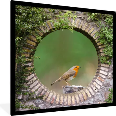 Produktbild von MuchoWow® Gerahmtes Poster Vogel - Durchblick - Rotkehlchen 40x40 cm - Poster mit Schwarzem Bilderrahmen Wandposter Rahmen Foto Bilder - Mit Rahmen - Wanddekoration Schlafzimmer