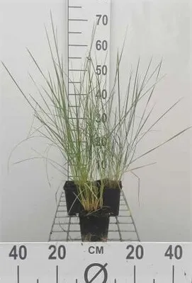 Immagine prodotto di 6 x Stipa gigantea - Erba piuma gigante - vaso 9 x 9 cm