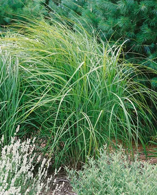 Produktbild von Miscanthus sinensis 'Kaskade', Chinaschilf, ca. 11x11 cm Topf
