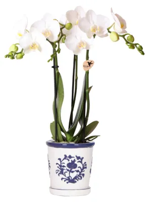 Produktbild von Kolibri Orchideen weiße Phalaenopsis Orchidee Amabilis + Malaga Ziertopf blau Topfgröße 9cm blühende Zimmerpflanze