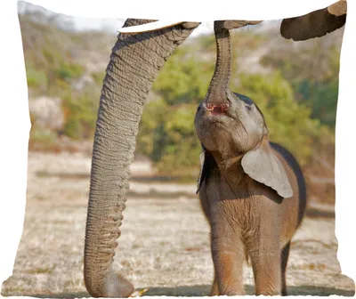 Produktbild von MuchoWow® Zierkissen Sofakissen Wohnzimmer Dekokissen 40x40 cm Elefant - Tiere - Gras - Natur - Foto Kissen - Schlafzimmer Dekoration