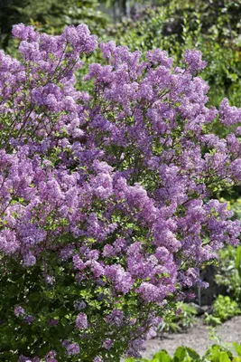 Produktbild von Syringa meyeri 'Lillifee' ®, Zwergflieder, lila, 30–40 cm