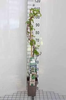 Produktbild von Hydrangea anomala 'Petiolaris' - Efeu-Hortensie 80-100 cm | Topf