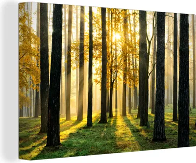 Produktbild von OneMillionCanvasses® - Leinwandbilder - 140x90 cm, Wald - Sonne - Bäume - Gras - Landschaft - Natur, Wandbilder Kunstdruck Wanddekoration - Foto auf Leinwand - Gemälde auf