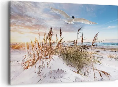 Produktbild von Bild auf Leinwand - Leinwandbild - Einteilig - Möwe Meer Küste - 100x70cm - Wand Bild - Wanddeko - Wandbilder - Leinwanddruck - Bilder - Wanddekoration - Leinwand bilder - Wandbild - AA100x70-4902