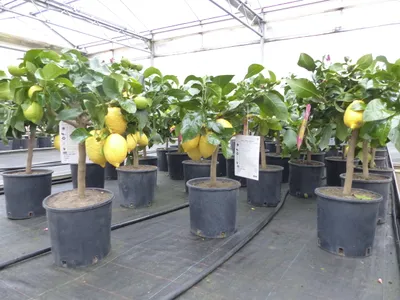 Produktbild von Grünwaren: echter Zitronenbaum 50 - 70 cm Zitrone Citrus Limon Zitruspflanze