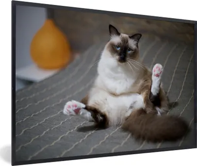 Produktbild von MuchoWow® MuchoWow® Gerahmtes Poster Katze - Fell - Braun 90x60 cm - Poster mit zchwarzem Bilderrahmen - Fotorahmen - Foto-Plakat