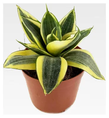 Produktbild von Sansevieria trifasciata 'Golden Hahnii', Zwergsorte des Bogenhanfs - dekorative Sukkulente - pflegeleichte Zimmerpflanze