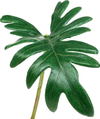 Produktbild von Künstliches Philodendron Blatt 31cm in Grün, Dekoration für Zuhause und Büro, 12er Set, 12 Stück