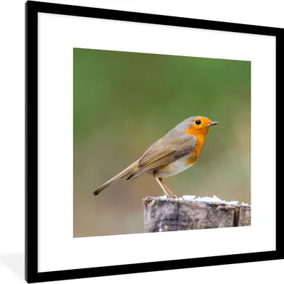 Produktbild von MuchoWow® Gerahmtes Poster Tiere - Vogel - Rotkehlchen 40x40 cm - Poster mit Schwarzem Bilderrahmen Wandposter Rahmen Foto Bilder - Poster - Plakat im Rahmen