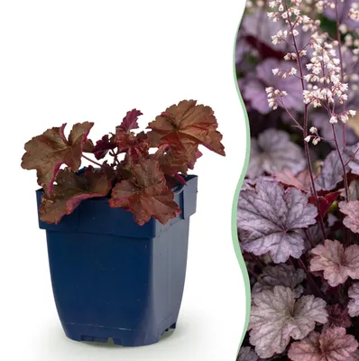 Produktbild von Green boutiQ - Stauden - Heuchera micr. Palace Purple - Purpurglöckchen - Schatten - Lila - 24 Pflanzen - Topf 11cm - Höhe 15-25cm