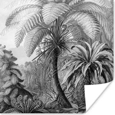 Produktbild von MuchoWow® Poster Pflanzen - Schwarz und weiß - Design - Illustration - Botanisch 75x75 cm - Wand Dekoration