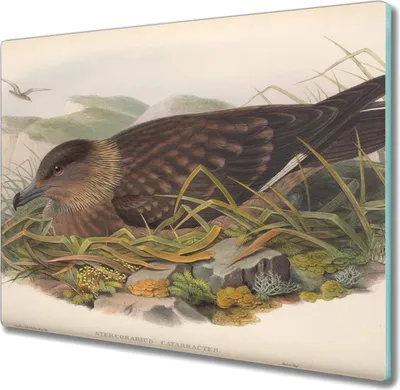 Produktbild von Coloray Kochplattenabdeckung Herdabdeckplatte 60x52 cm Hackbrett Schneidebrett Küchenbrett - Vögel Tiere