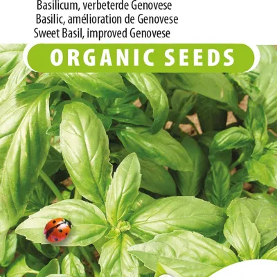 Immagine prodotto di Sweet Aroma 2 F1 Semi di basilico ibrido – Genovese migliorato – confezione da 100 semi per un raccolto aromatico e saporito – ideale per diverse applicazioni culinarie