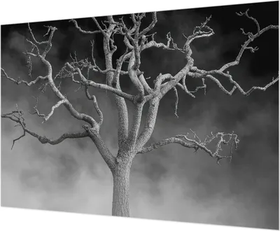 Produktbild von Wandtapete - Dekorative Tapete für Wohnzimmer - Tapetenfolie für Wanddekoration - 312x219 cm - Nebelbaum