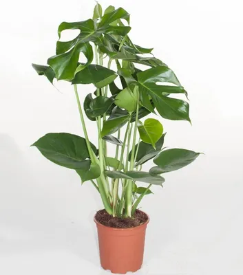 Produktbild von BALDUR Garten 1x Monstera Fensterblatt ca. 60-70 cm hoch, Pflanze im 19 cm Topf, tropische Zimmerpflanze, pflegeleicht, auch für dunklere Standorte, mehrjährig - frostfrei halten