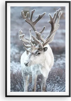 Produktbild von Gerahmtes Poster - Schwarzer Rahmen - Weiß Rentier Skandinavisch - 61x91,5 cm - Wand Bild - Wanddeko - Wandbilder - Kunstposter - Wandposter - Bilderrahmen - Bilder - Kunstdruck - P2BPA61x91-5156