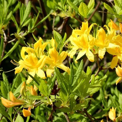 Immagine prodotto di Azalea decidua gialla - Azalea mollis  | 60-80 cm in vaso