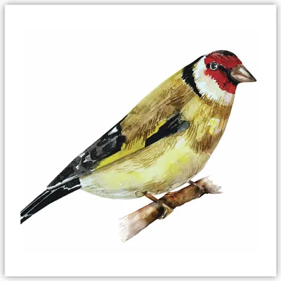 Produktbild von Poster - Poster ohne Rahmen - Stieglitz Vogel Aquarell - 60x60 cm - Wand Bild - Wanddeko - Wandbilder - Kunstposter - Wandposter - Bilder - Kunstdruck - Wanddekoration - Wandbild - P2XAC60x60-4179