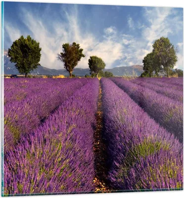 Produktbild von Bilder auf glas - Landschaft Wiese Pflanzen - 40x40cm - Glasbilder - Wandbilder - Kunstdruck - zum Aufhängen bereit - Wanddekoration aus Glas - Glas Bilder - Wandbild auf Glas - GAC40x40-0128