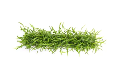 Produktbild von Lilaeopsis Stretchpad mit Lilaeopsis Brasiliensis 3 x 18 cm Aquariumpflanze
