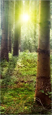 Produktbild von Türtapete Türposter Sonnenuntergang im Wald zwischen den Bäumen - Größe: 93 x 205 cm