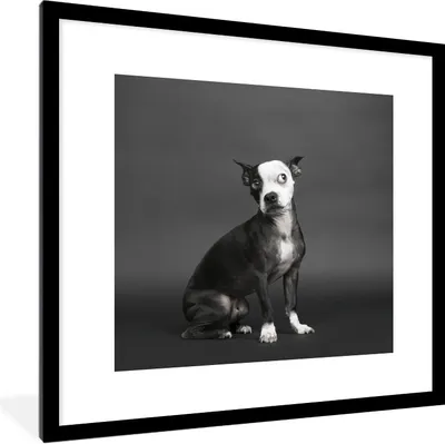 Produktbild von MuchoWow® Gerahmtes Poster Hund - Spot - Porträt 40x40 cm - Poster mit Schwarzem Bilderrahmen Wandposter Rahmen Foto Bilder