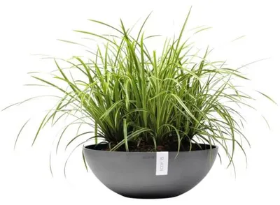 Immagine prodotto di Ecopots Vienna 50 Vaso da fiori - L 50,4 cm x H 18,5 cm - Interno ed esterno